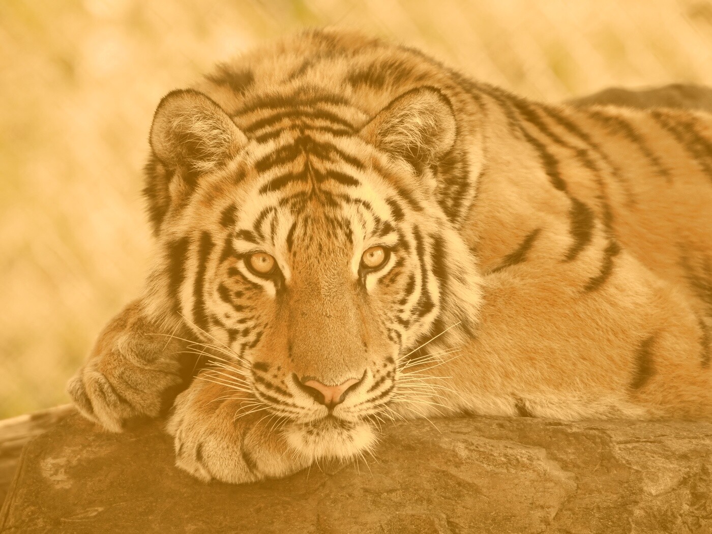 Большая полосатая кошка обои