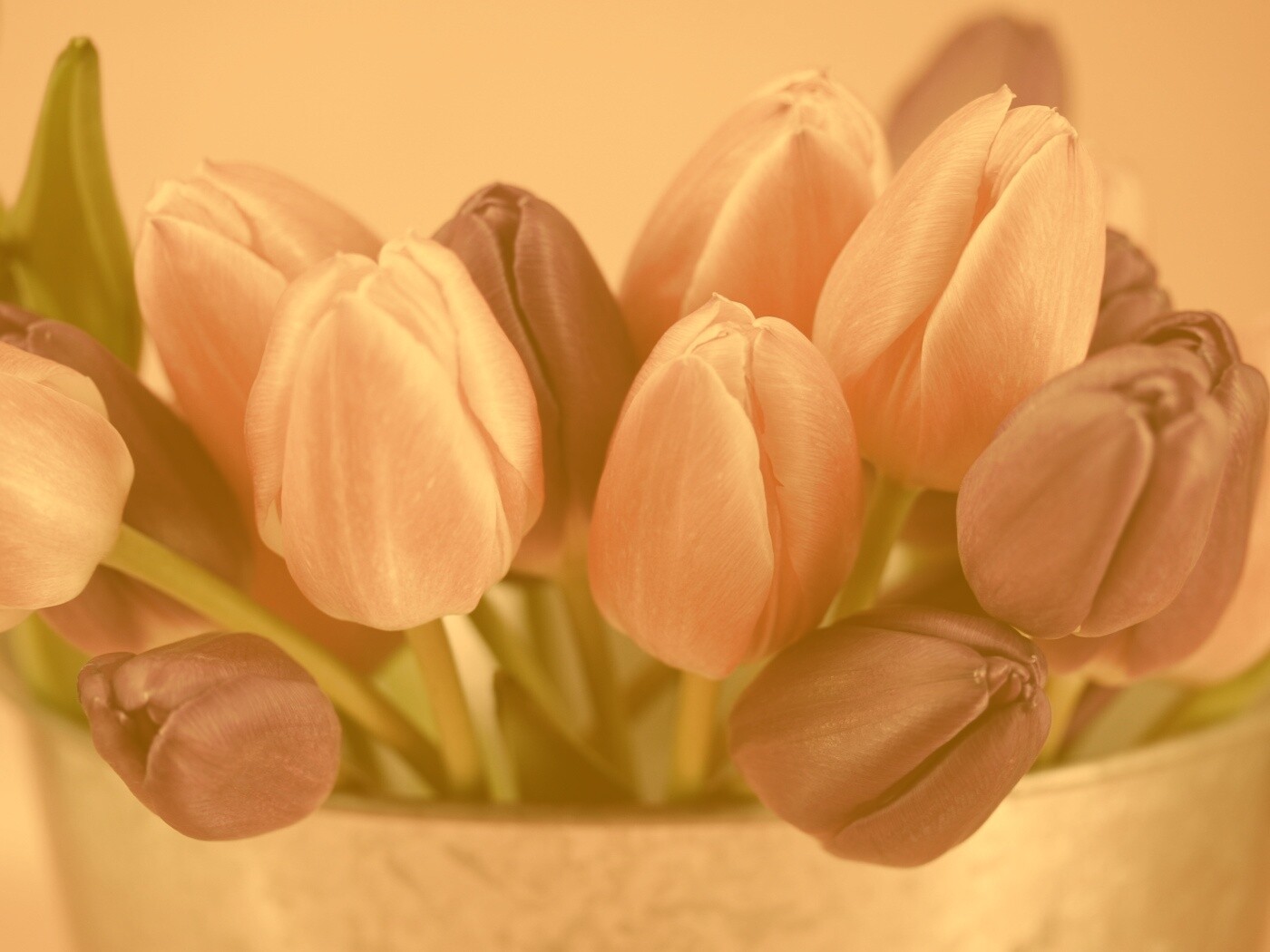 Розовые и фиолетовые тюльпаны обои