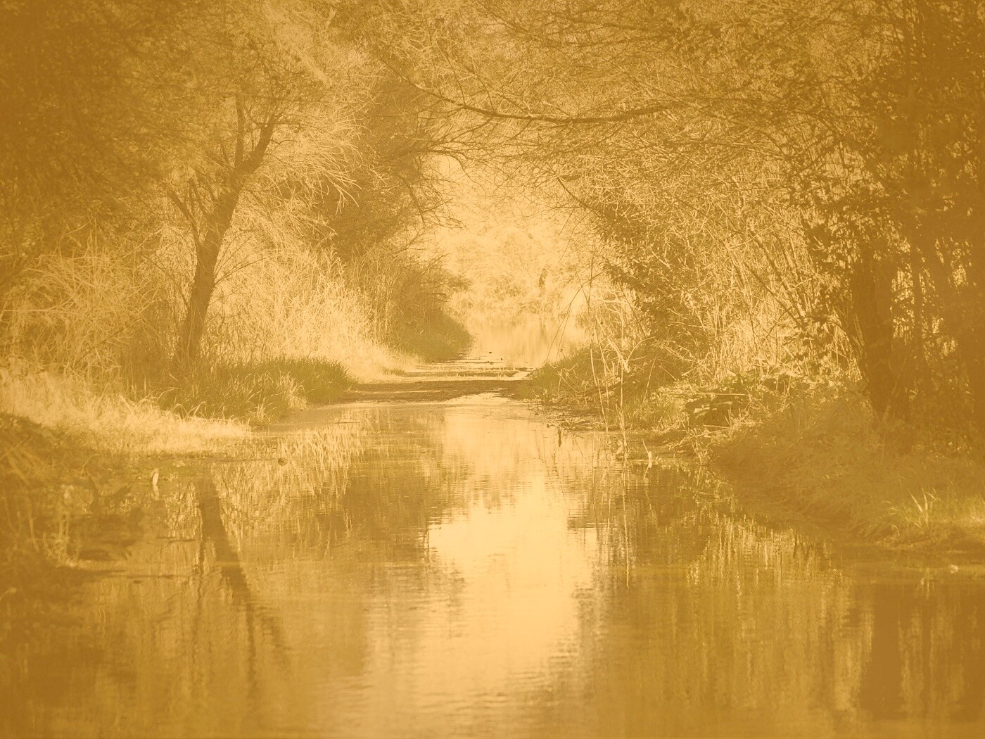 Лесная заросшая река обои