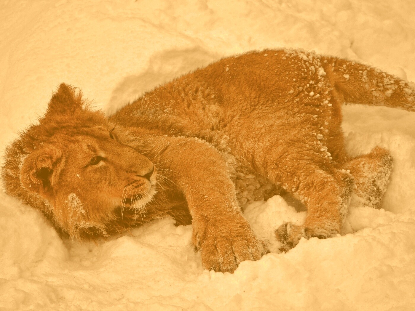 Львёнок в снегу обои