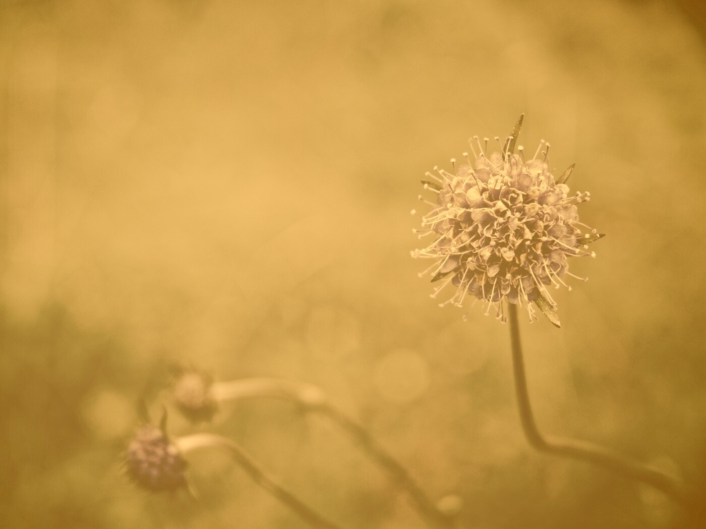 Цветок в макро обои