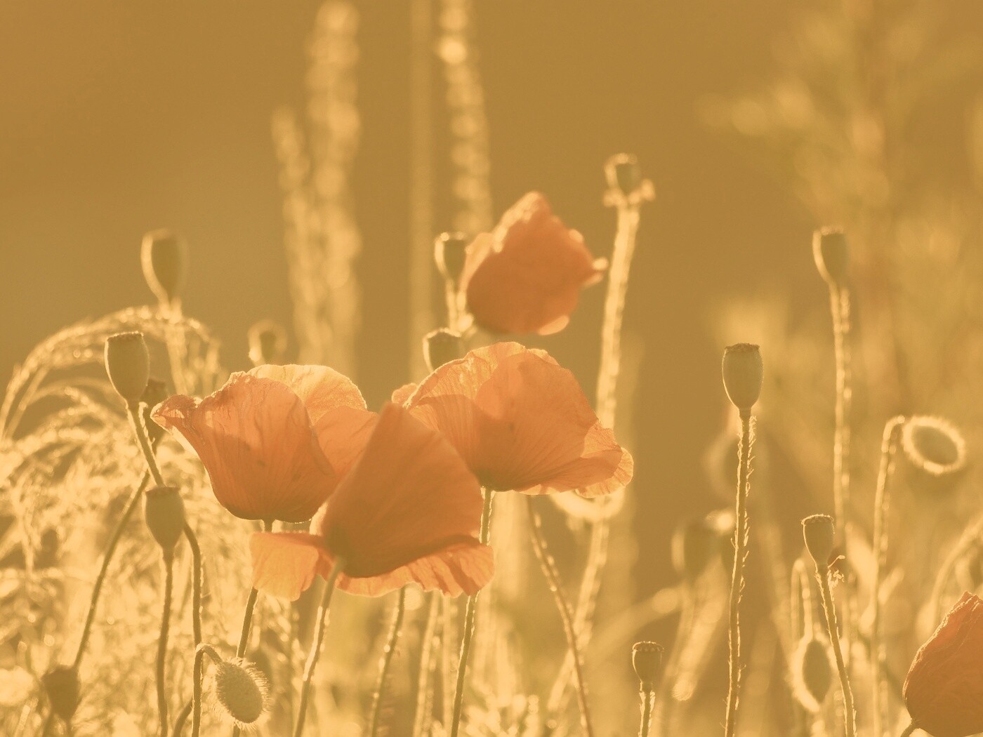 Макро фото мака обои