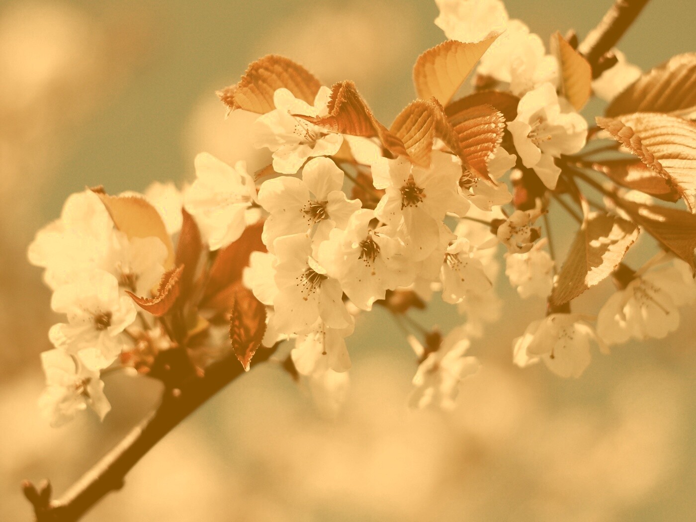 Белые цветы вишни обои