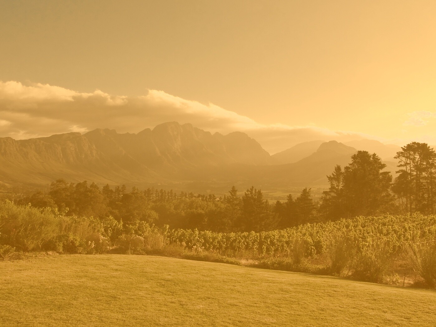 Виноградники в Африке обои