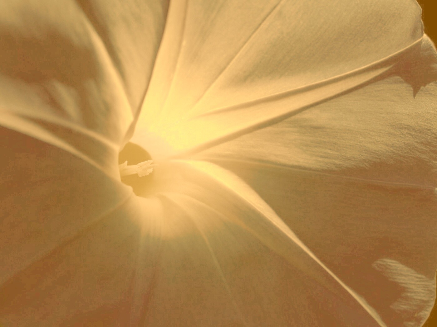 Нежный голубой цветок обои