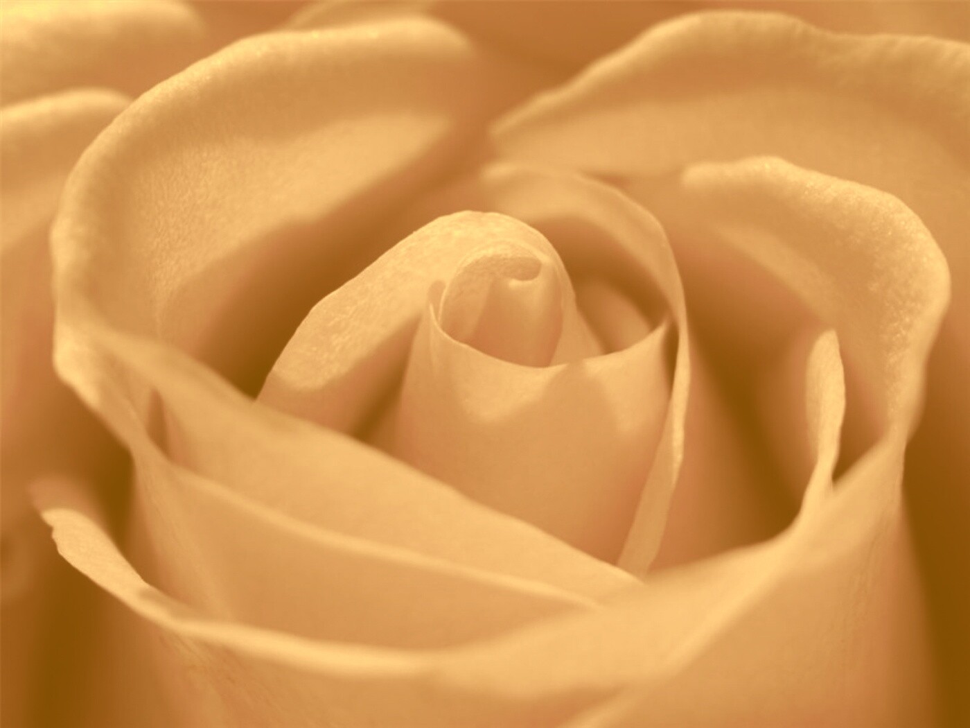 Фиолетовая роза макро обои