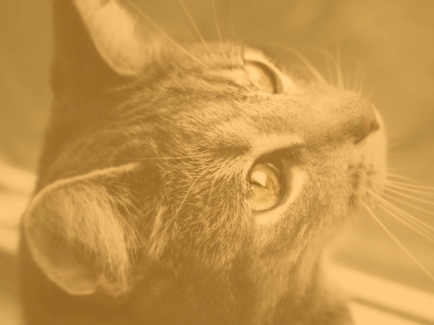 Кот с желтыми глазами обои