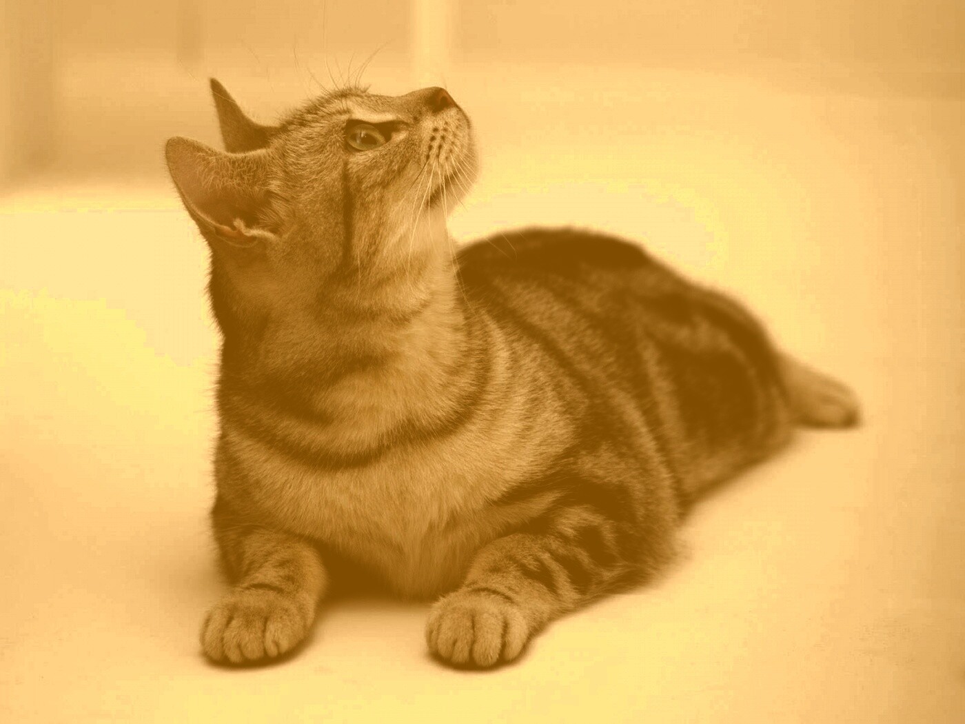 Котэ смотрит наверх обои