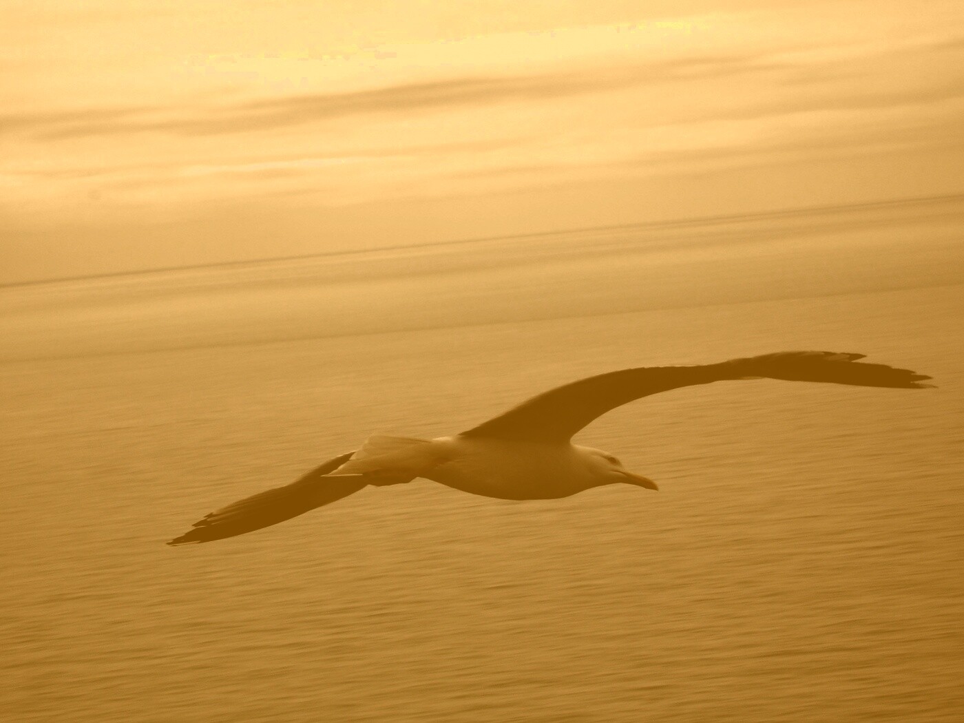Чайка в полете обои