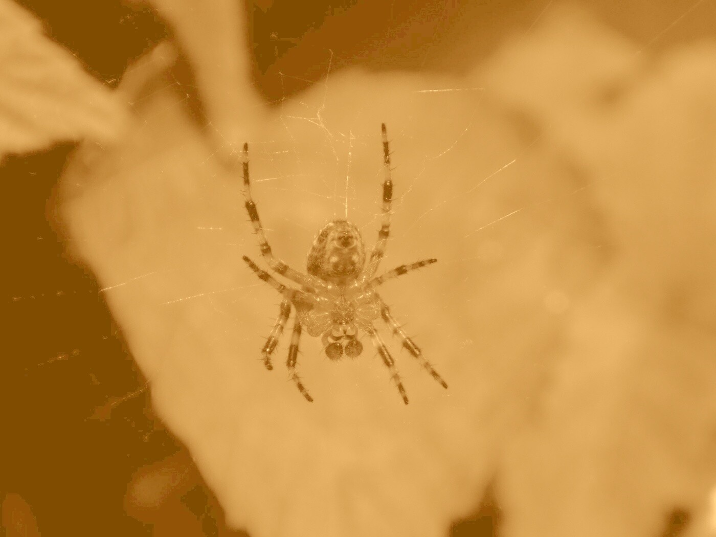 Паук на паутине обои