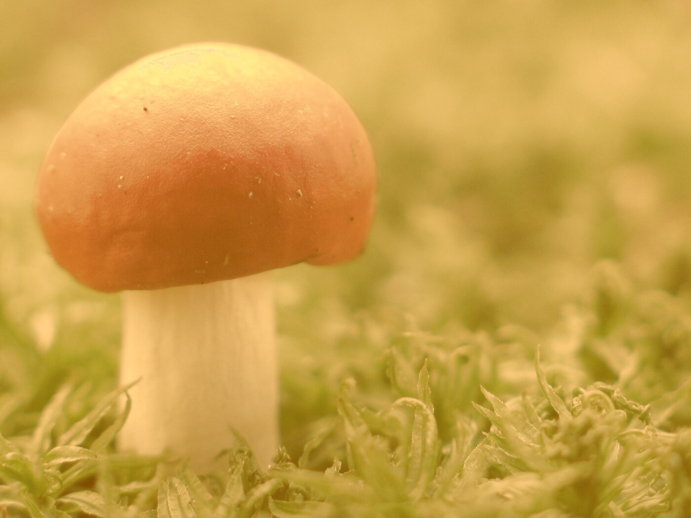 Грибок с красной шапкой обои