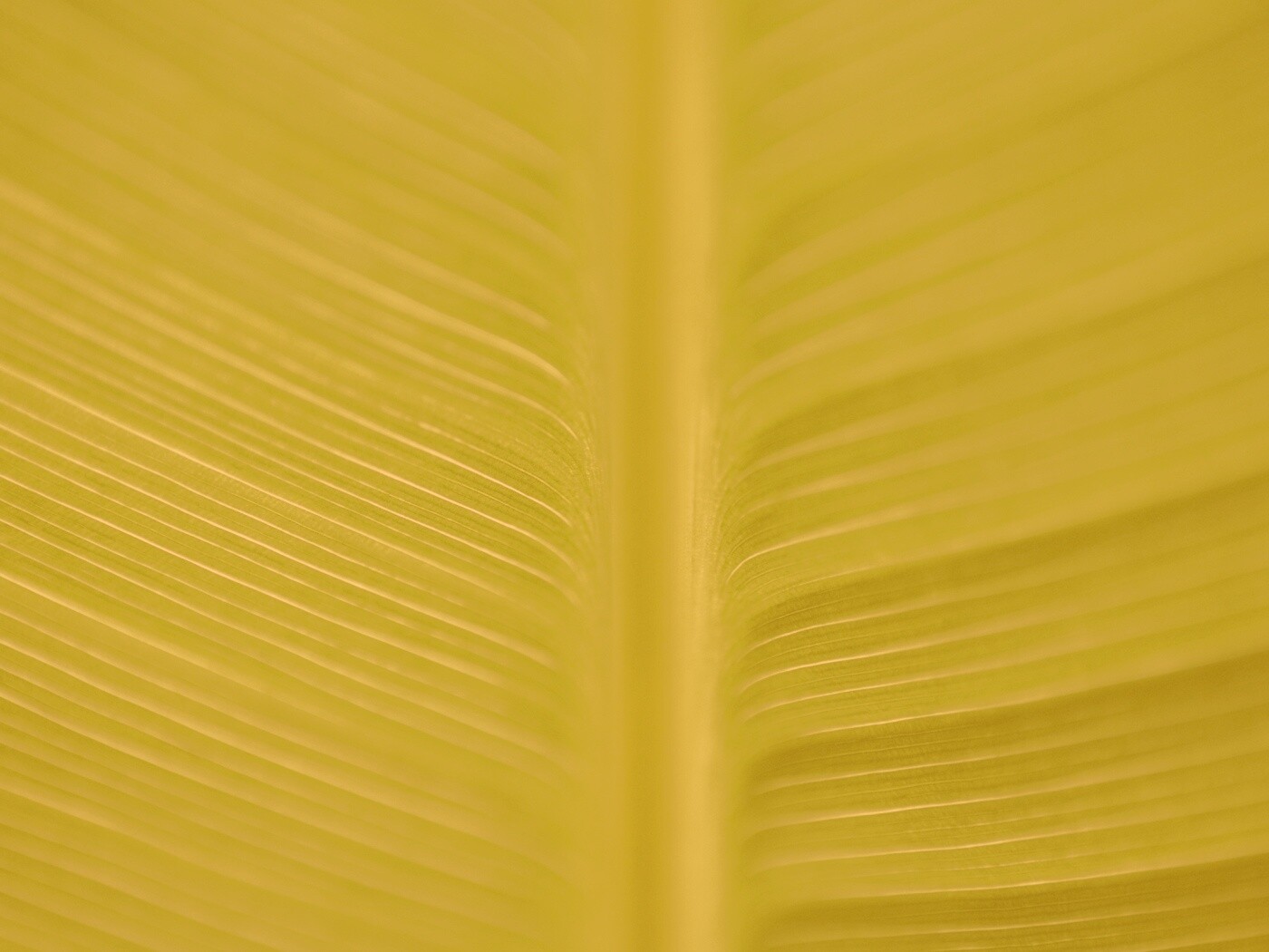 Макро фото листа обои