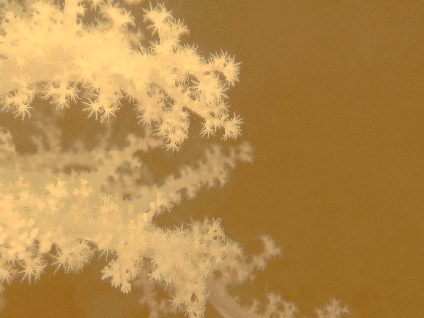 Кораллы обои