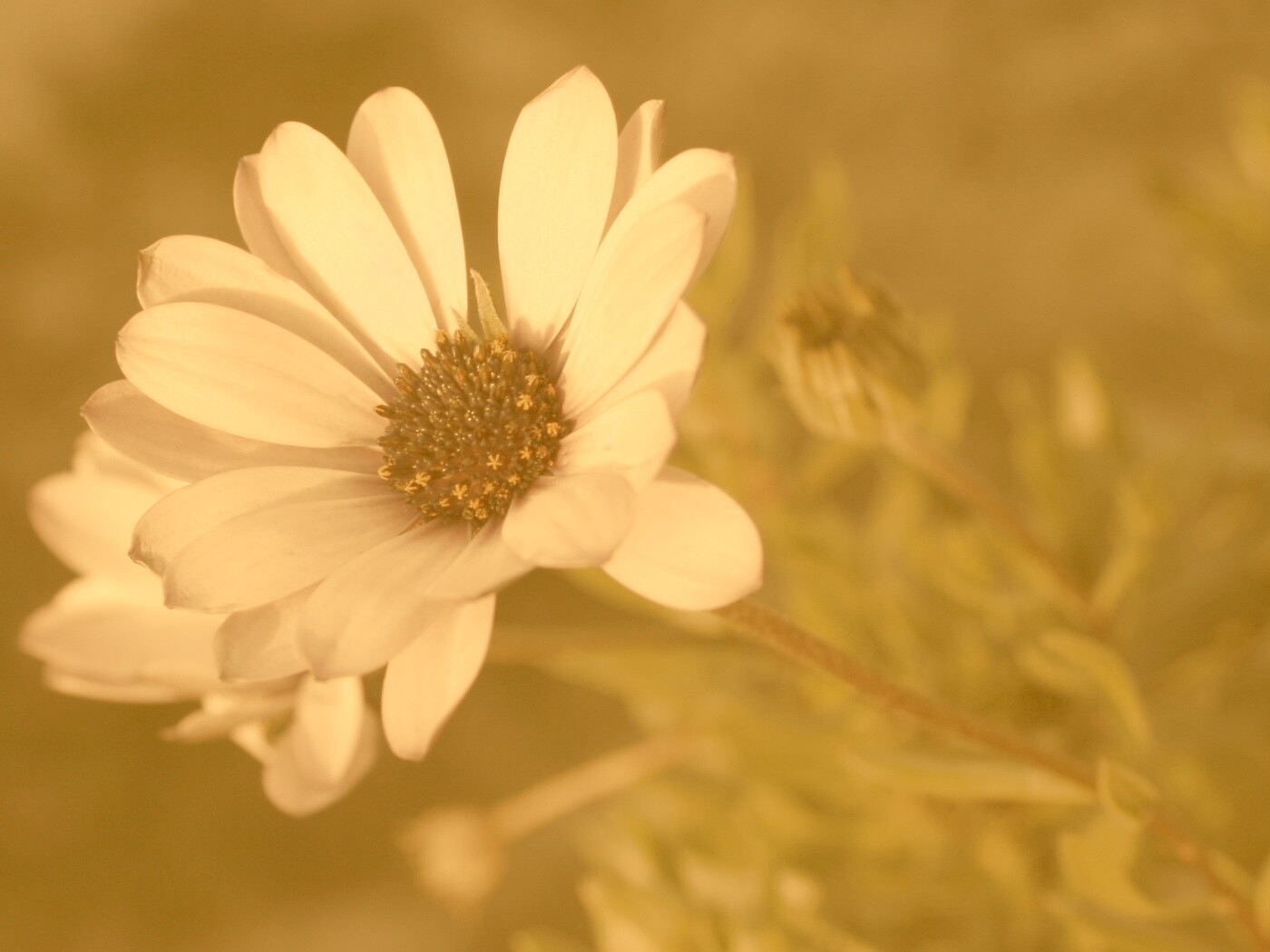 Одинокая фиалка обои