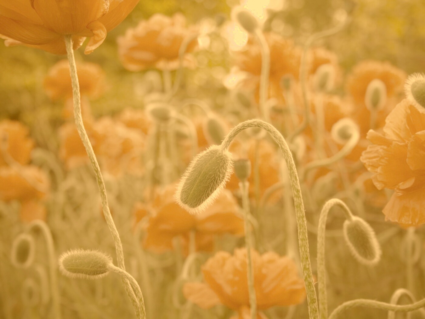 Бутон среди цветов обои