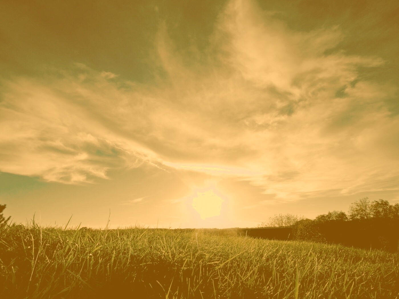 Травяной закат обои