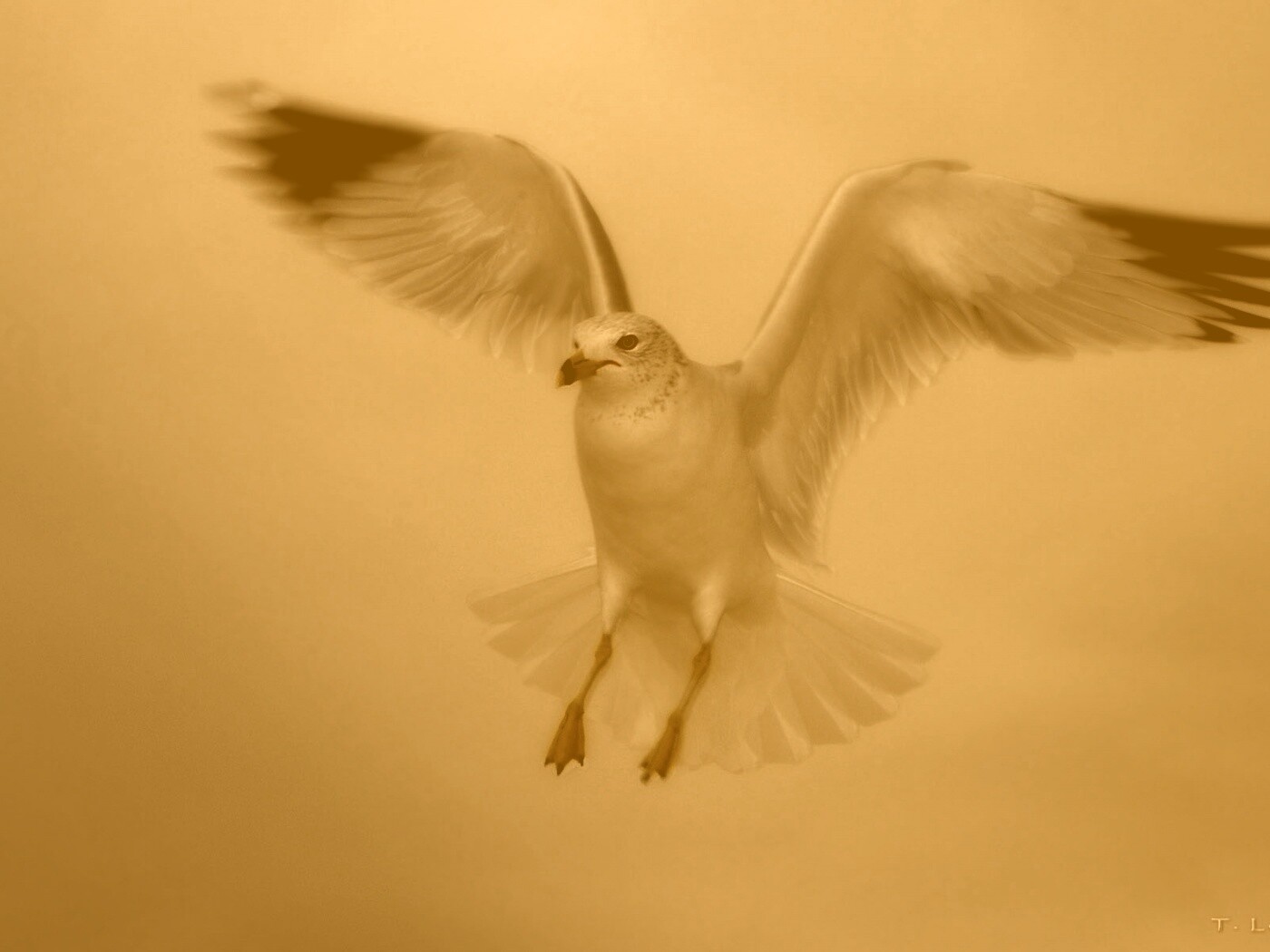 Гордая белая птица обои