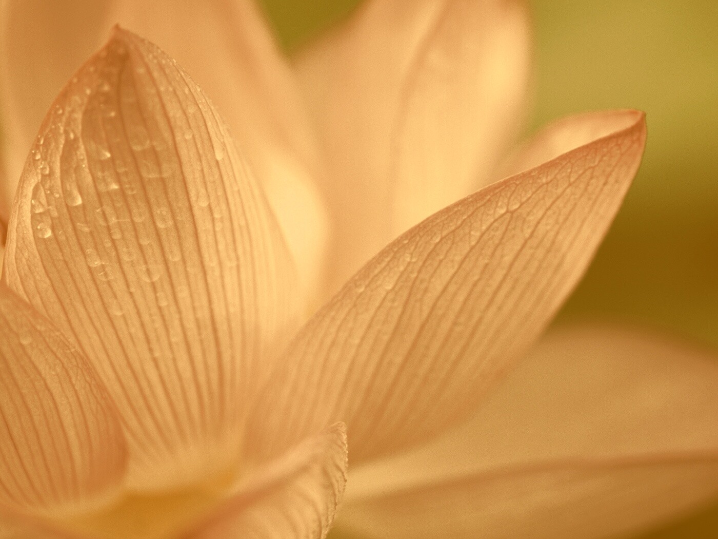 Лепестки цветов обои