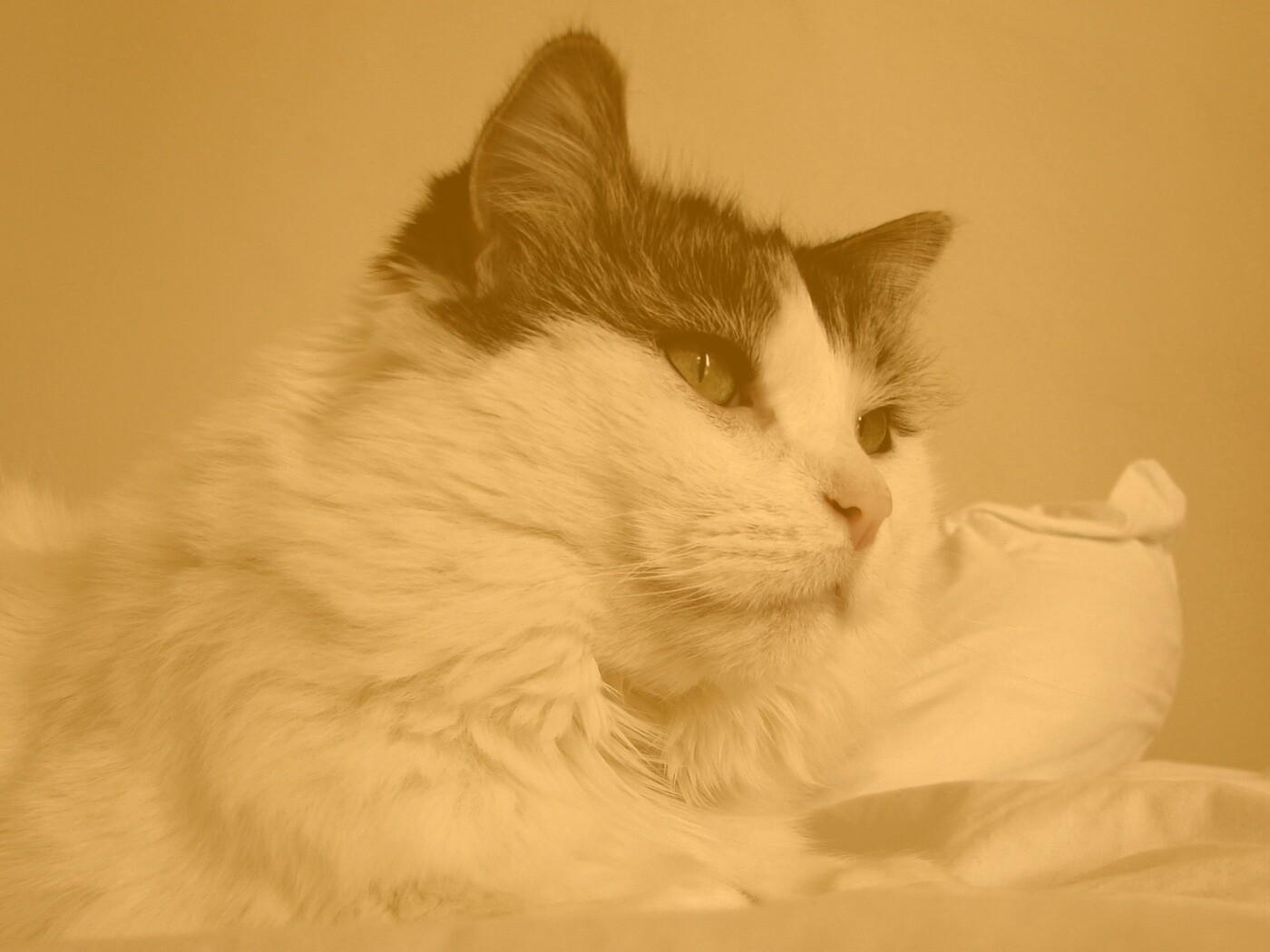 Белый кот с серой макушкой обои