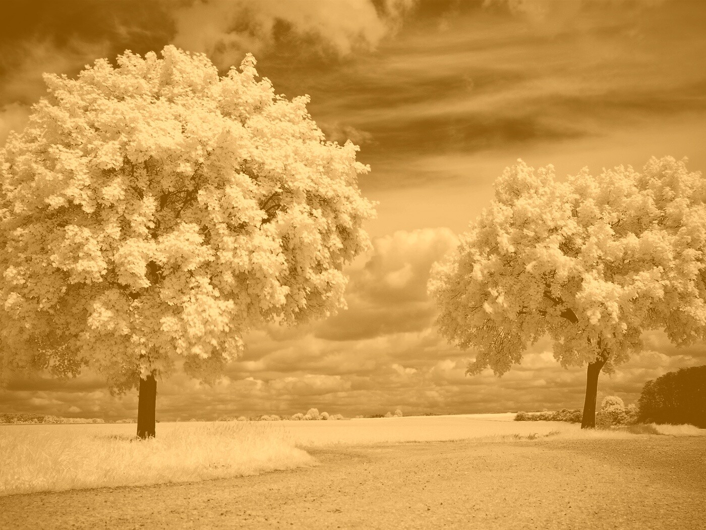 Деревья в цвету обои