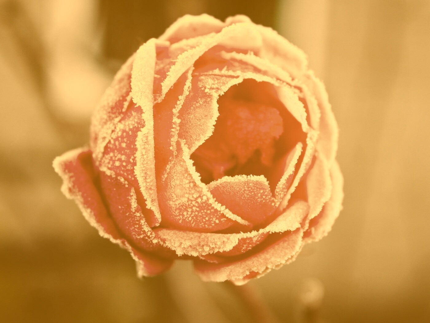 Роза в иние обои