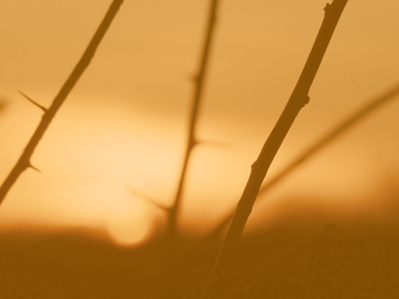 Закат солнца в поле обои