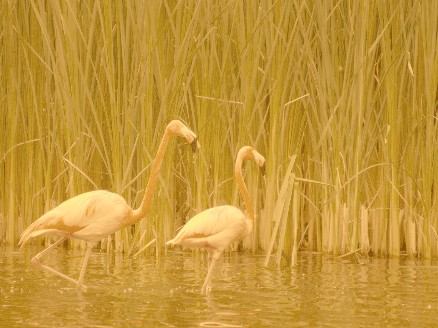 Красивые розовые фламинго на озере обои