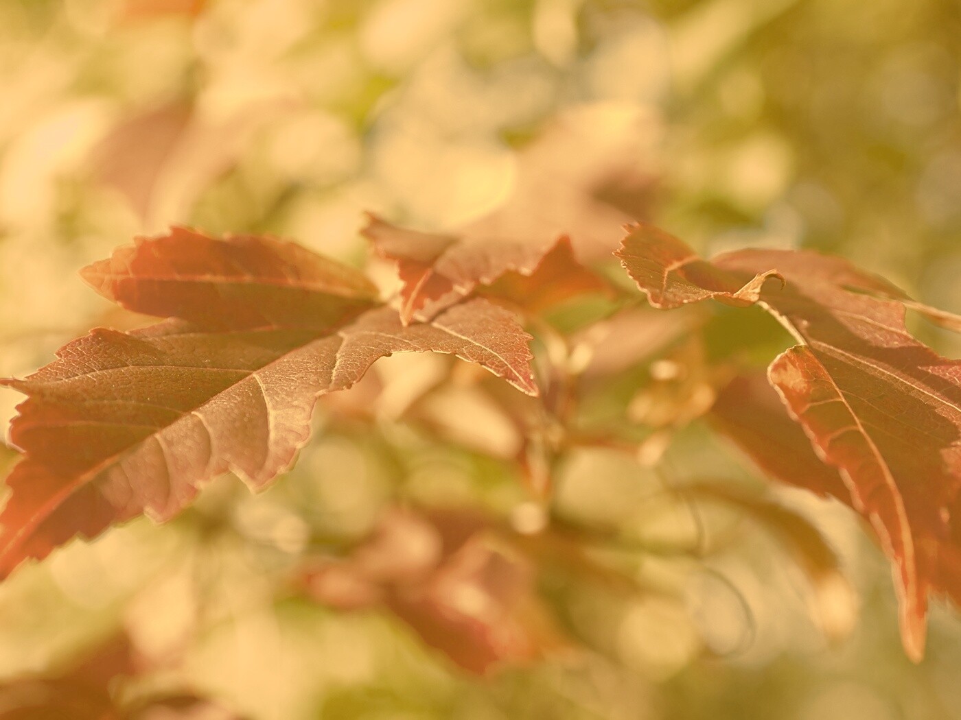 Красивые осенние листья в баговых цветах обои