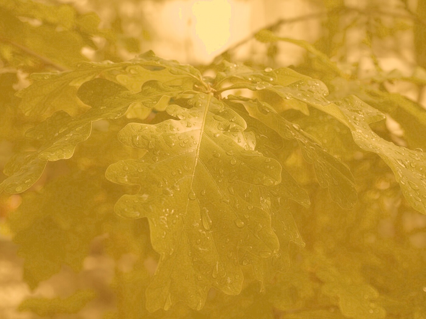 Сочные листья дуба обои