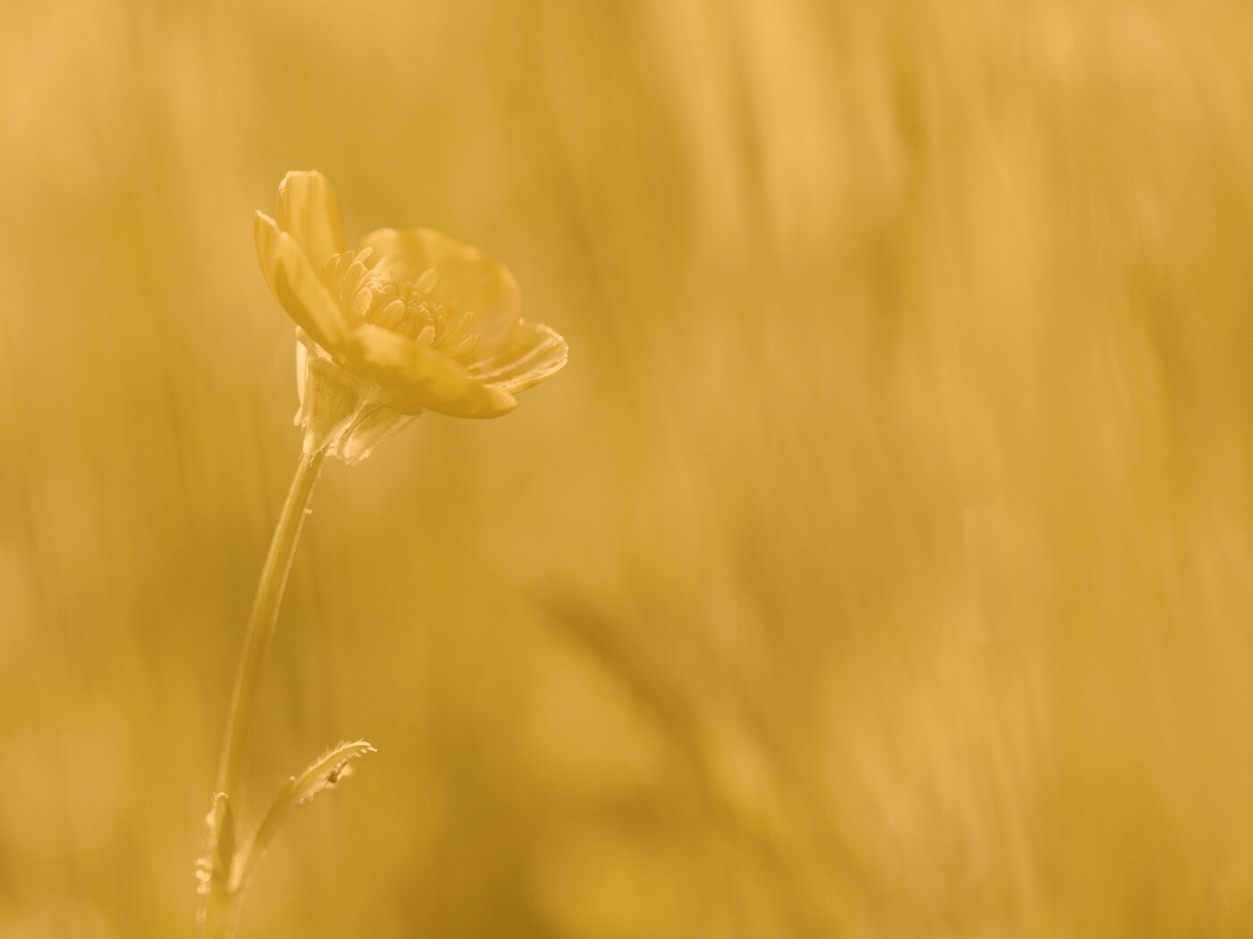 Маленький жёлтый цветочек обои