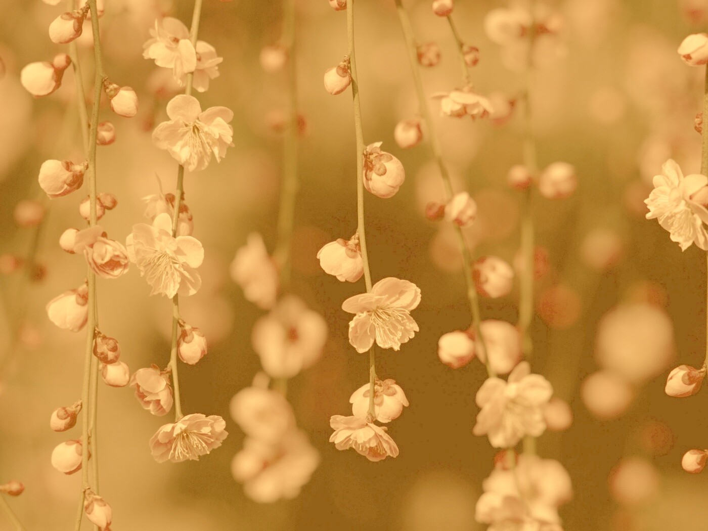 Веточки цветущего дерева обои