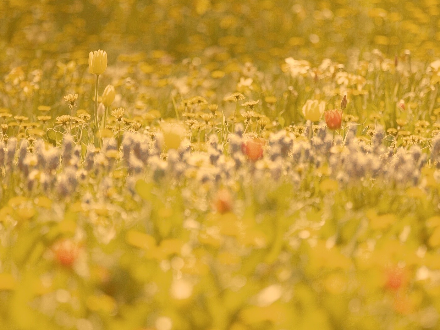 Все краски весны обои