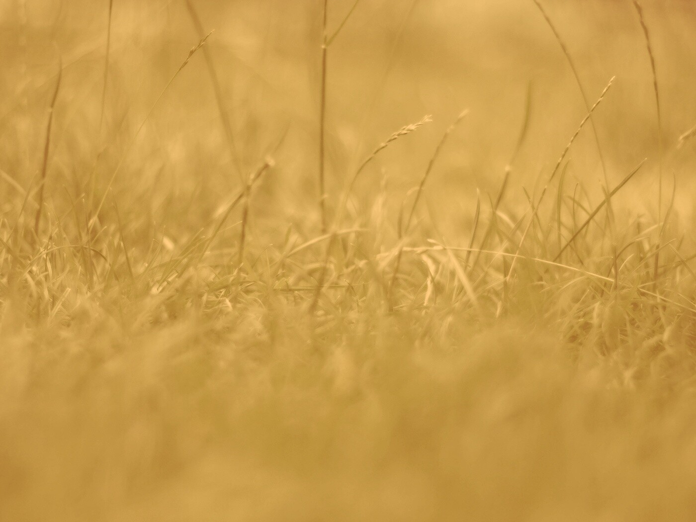 Трава в макро режиме обои