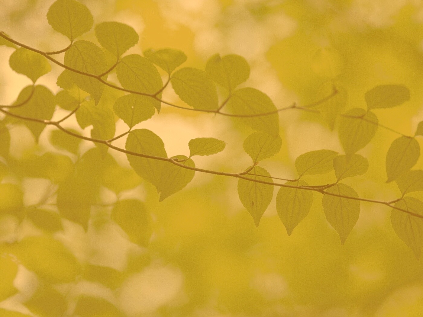 Ветка яркой зелени обои