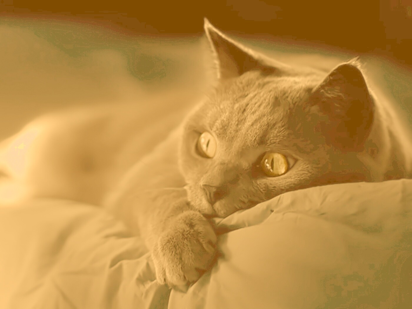 Персидский кот на кровати обои