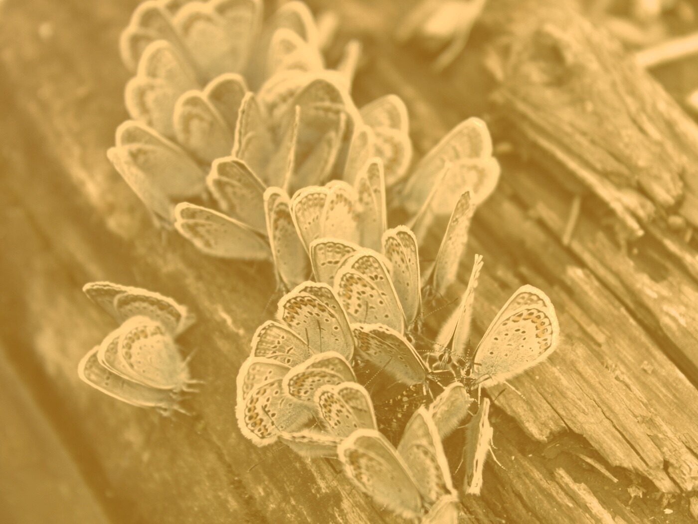 Голубые бабочки обои