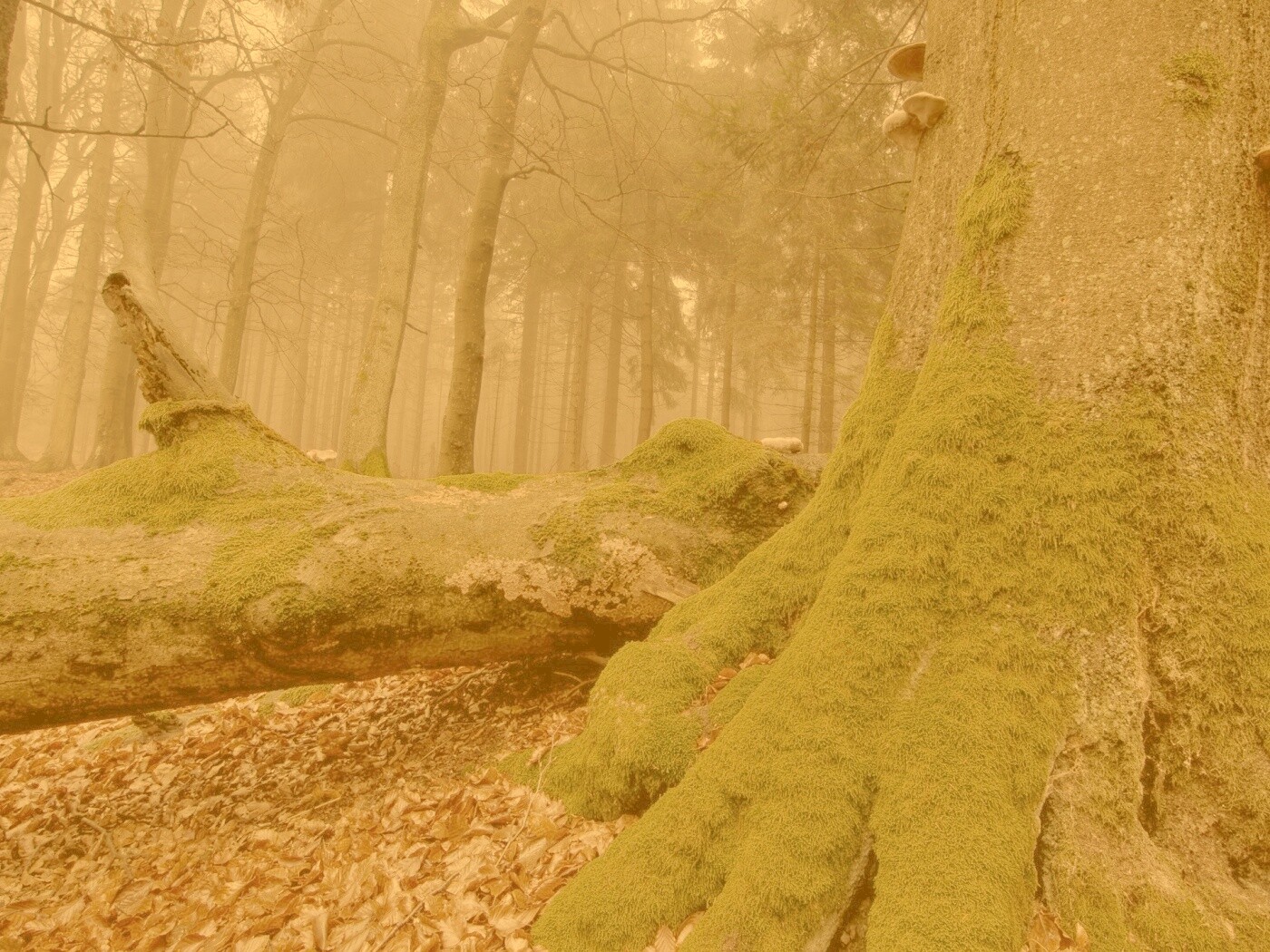 Дерево, поросшее мхом обои