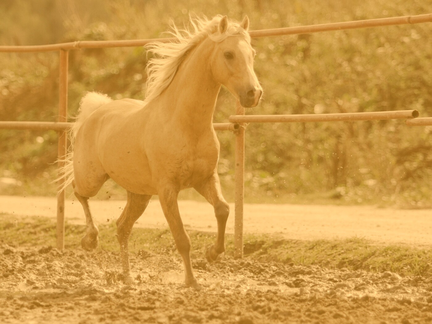 Молодая лошадь в загоне обои