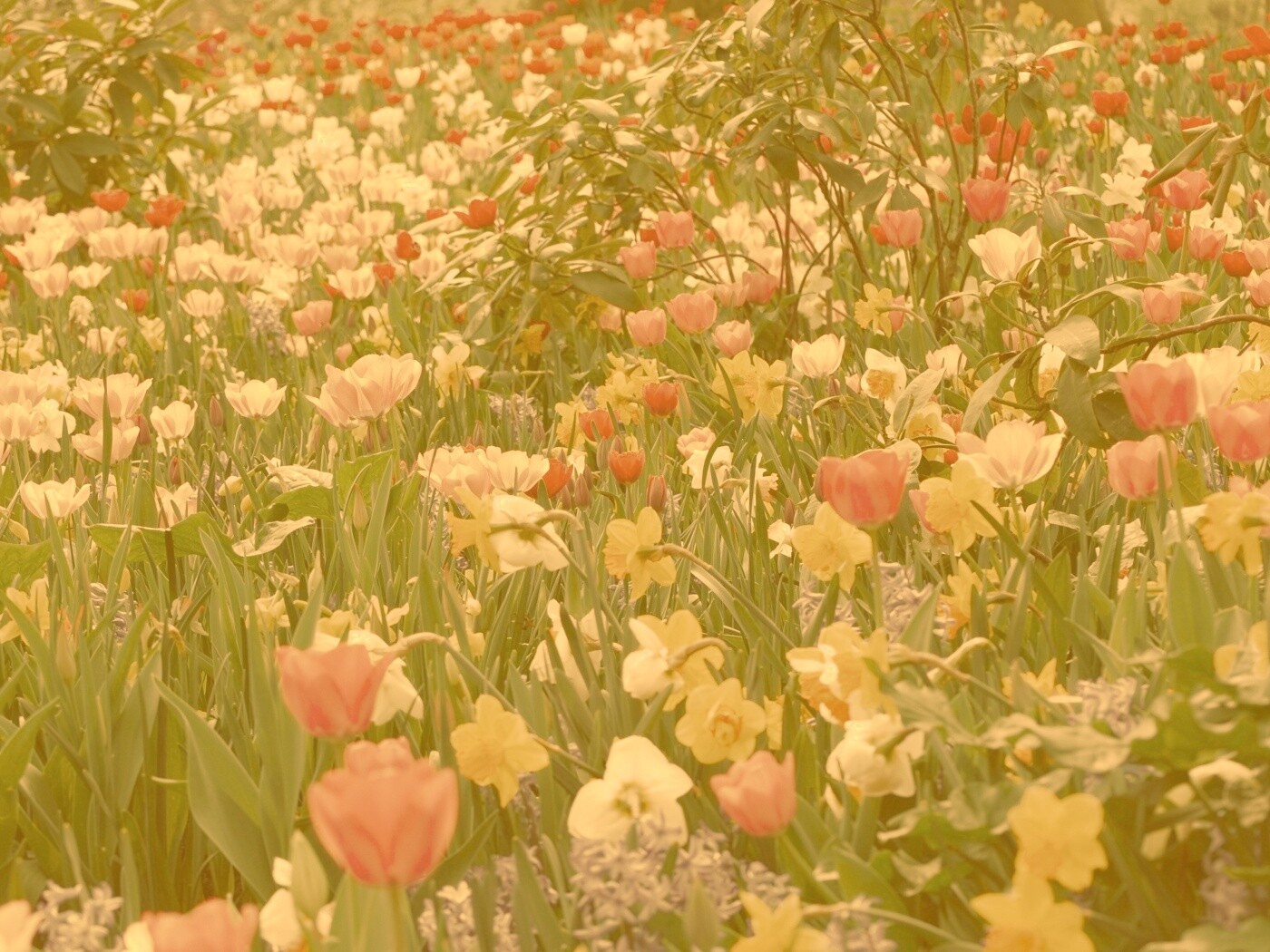 Поляна со множеством цветов обои