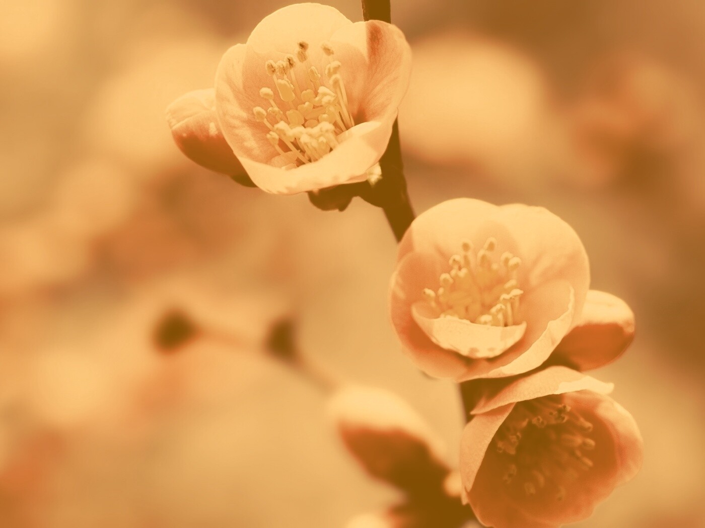 Великолепный цветок обои