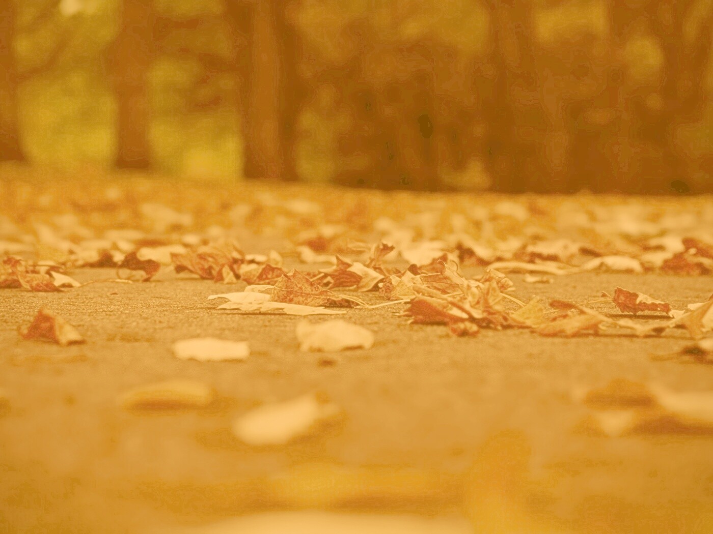 Дорога в листьях  обои