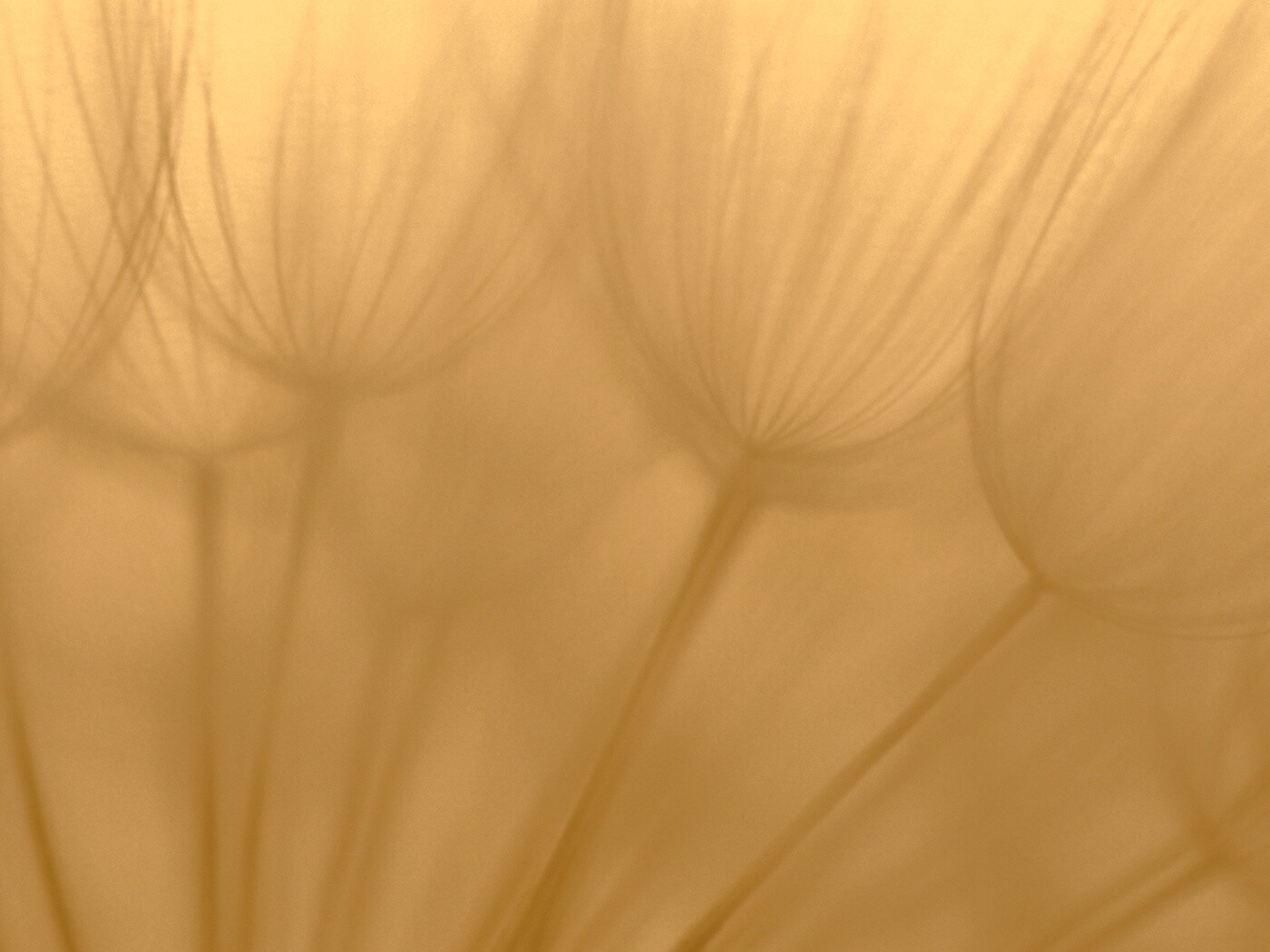 Рисунок одуванчика обои