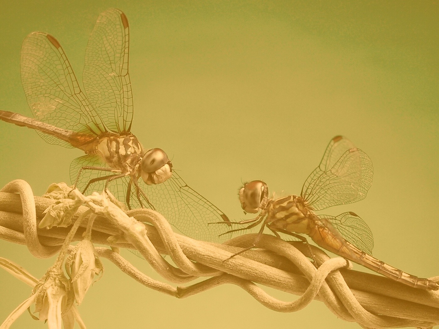 Две стрекозы обои