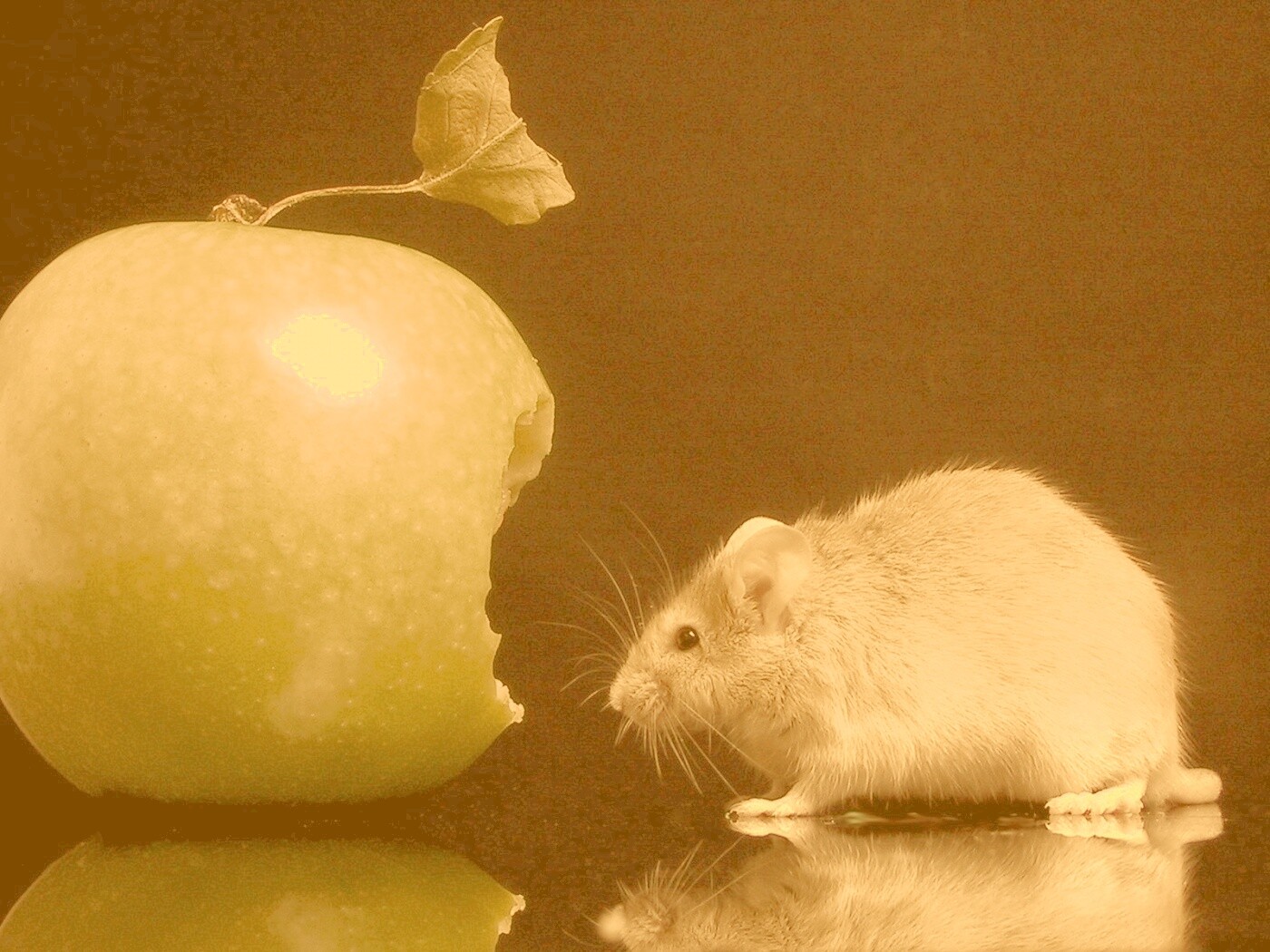 Мышь надкусила яблоко обои