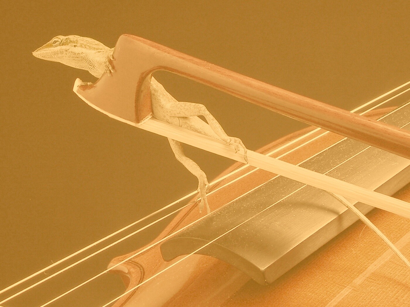 Ящерка на виолончели обои