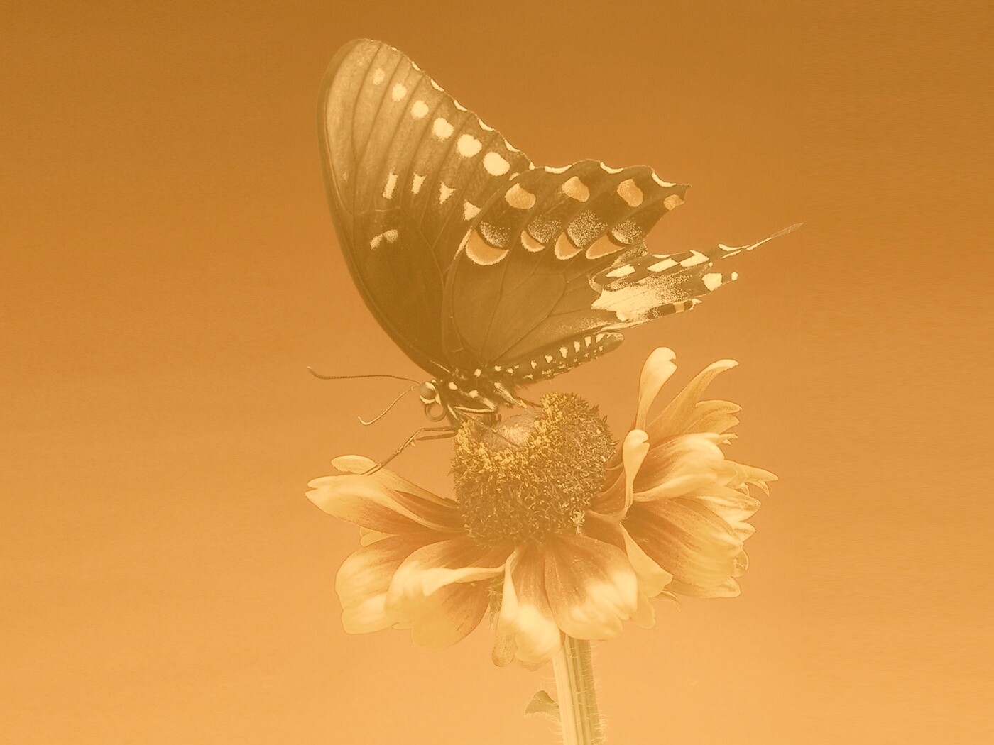 Бабочка на цветке обои