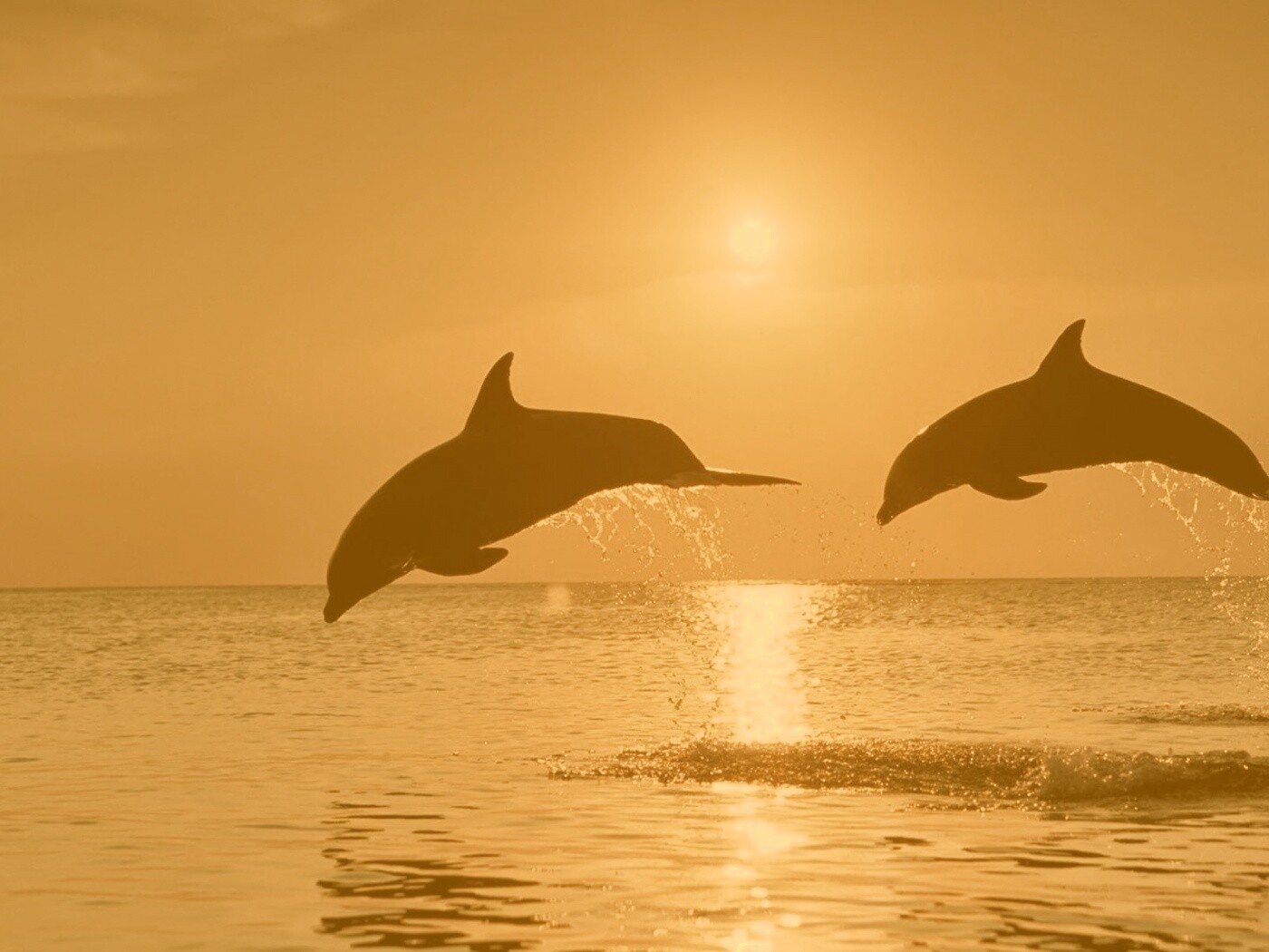Дельфины выпрыгивают из воды обои