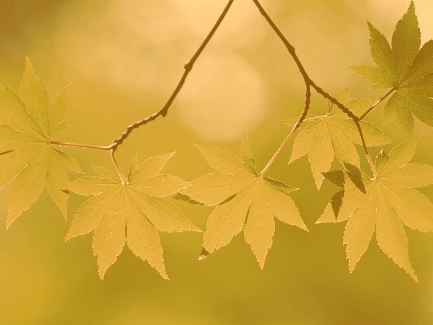 Зелёные листья обои