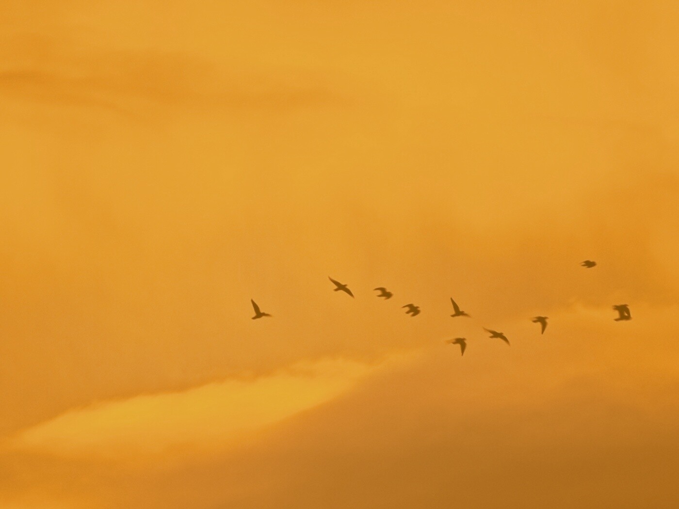 Птицы летят в закатном небе обои