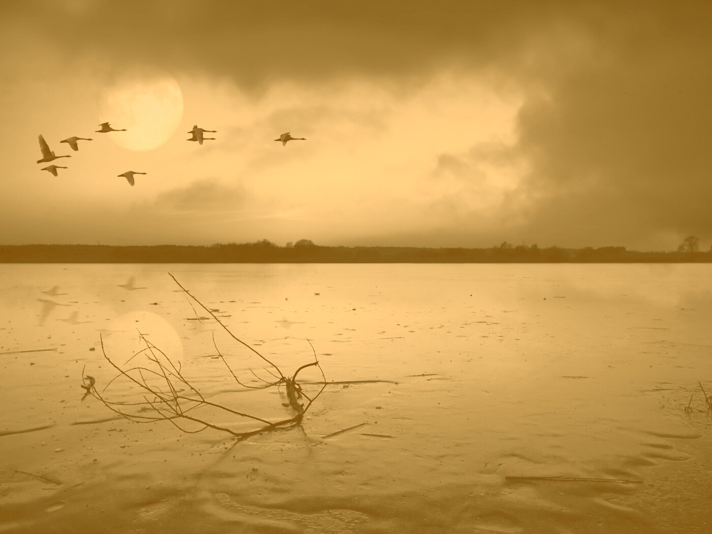 Полет птиц над озером обои